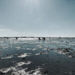 La marrée est enfin basse, les pêcheurs à pied s'activent. - Passage du Gois, Noirmoutier octobre 2021 - © Photographie Nicolas Renaud